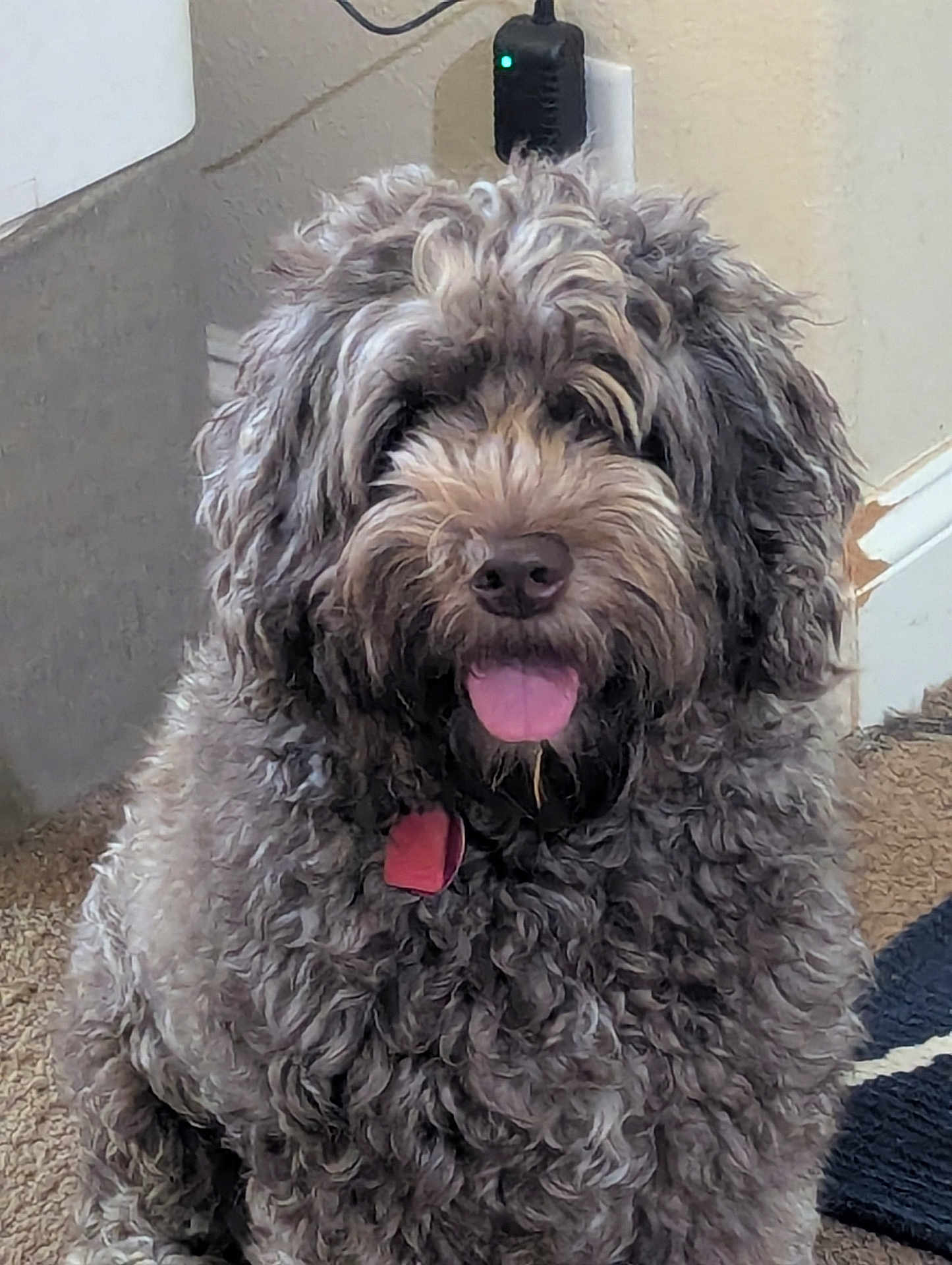Dolly joined the competition — help win amazing prizes! dog, curly_fur, tongue_out, indoor, carpet, pet, happy, fluffy, collar, muzzle, fur, canine, cute, companion, animal, home, domestic, sitting, friendly, portrait