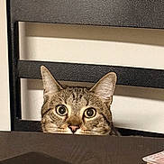 Margie is registered to the contest to win money with this photo: cat, tabby, pet, animal, face, eyes, ears, whiskers, nose, fur, striped_fur, wide_eyed, curious, peeking, portrait, indoor, furniture, box, black, photography