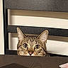cat, tabby, pet, animal, face, eyes, ears, whiskers, nose, fur, striped_fur, wide_eyed, curious, peeking, portrait, indoor, furniture, box, black, photography