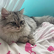 Bella participe au concours pour gagner de l'argent avec cette photo : cat, kitten, fluffy, gray_tabby, longhaired, furry, pet, animal, whiskers, ears, eyes, nose, lying_down, relaxed, bed, bedroom, bedding, blanket, curtain, indoor