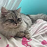 cat, kitten, fluffy, gray_tabby, longhaired, furry, pet, animal, whiskers, ears, eyes, nose, lying_down, relaxed, bed, bedroom, bedding, blanket, curtain, indoor