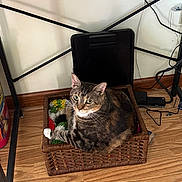 Darci joined the competition — help win amazing prizes! animal, basket, black_object, cables, cat, cozy, curious, cute, desk, feline, floor, furniture, home, indoor, knitted_blanket, multicolored, pet, resting, tabby_cat, wooden_floor