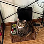 animal, basket, black_object, cables, cat, cozy, curious, cute, desk, feline, floor, furniture, home, indoor, knitted_blanket, multicolored, pet, resting, tabby_cat, wooden_floor