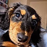 Juniper Bug joined the competition — help win amazing prizes! puppy, dog, close_up, black_and_tan, fur, cute, pet, animal, indoor, portrait, young, face, eyes, whiskers, snout, canine, looking, soft_light, adorable, companion