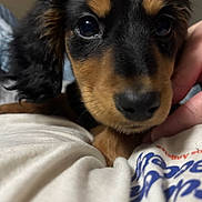 Juniper Bug joined the competition — help win amazing prizes! puppy, dog, close_up, black_and_tan, fur, cute, pet, hand, resting, soft_texture, animal, indoor, fabric, white, blue_text, red_text, young, face, eyes, comfort