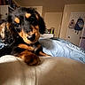 Juniper Bug joined the competition — help win amazing prizes! puppy, dog, bed, indoor, black, tan, ears, eyes, fur, cute, pet, animal, curious, cozy, blanket, door, room, household, young, portrait
