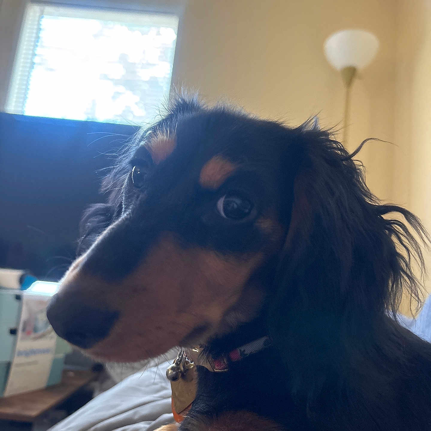 Juniper Bug