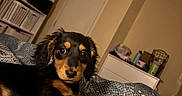 Juniper Bug is registered to the contest to win money with this photo: puppy, dog, bed, blanket, indoor, room, furniture, shelf, dresser, cozy, pet, animal, cute, sleepy, brown, black, fur, canine, young, domestic