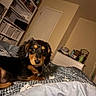 puppy, dog, bed, blanket, indoor, room, furniture, shelf, dresser, cozy, pet, animal, cute, sleepy, brown, black, fur, canine, young, domestic