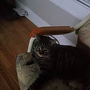 Molly Hart is registered to the contest to win money with this photo: animal, armchair, cat, chair, comfortable, domestic, feline, floor, fur, home, indoor, low_light, pet, relaxed, resting, shadow, striped, tabby_cat, wall, wooden_armrest