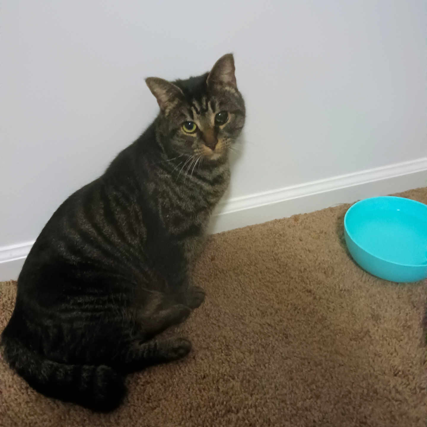 Molly is registered to the contest to win money with this photo: abyssinian, animal, architecture, blackcat, bowl, building, cat, couch, egyptiancat, furniture, hardwood, indoors, kitten, livingroom, manx, mixingbowl, pet, room, wood