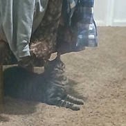 Molly is registered to the contest to win money with this photo: adult, animal, blanket, bodypart, cat, claw, clothing, curtain, electronics, finger, furniture, glove, hand, hardware, hook, kitten, male, man, person, pet