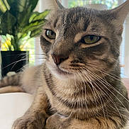 Maine is registered to the contest to win money with this photo: animal, blurred_background, cat, close_up, cozy, domestic, face, fur, green, indoor, nature, notebook, paws, pet, plant, relaxed, sunlight, tabby, whiskers, window