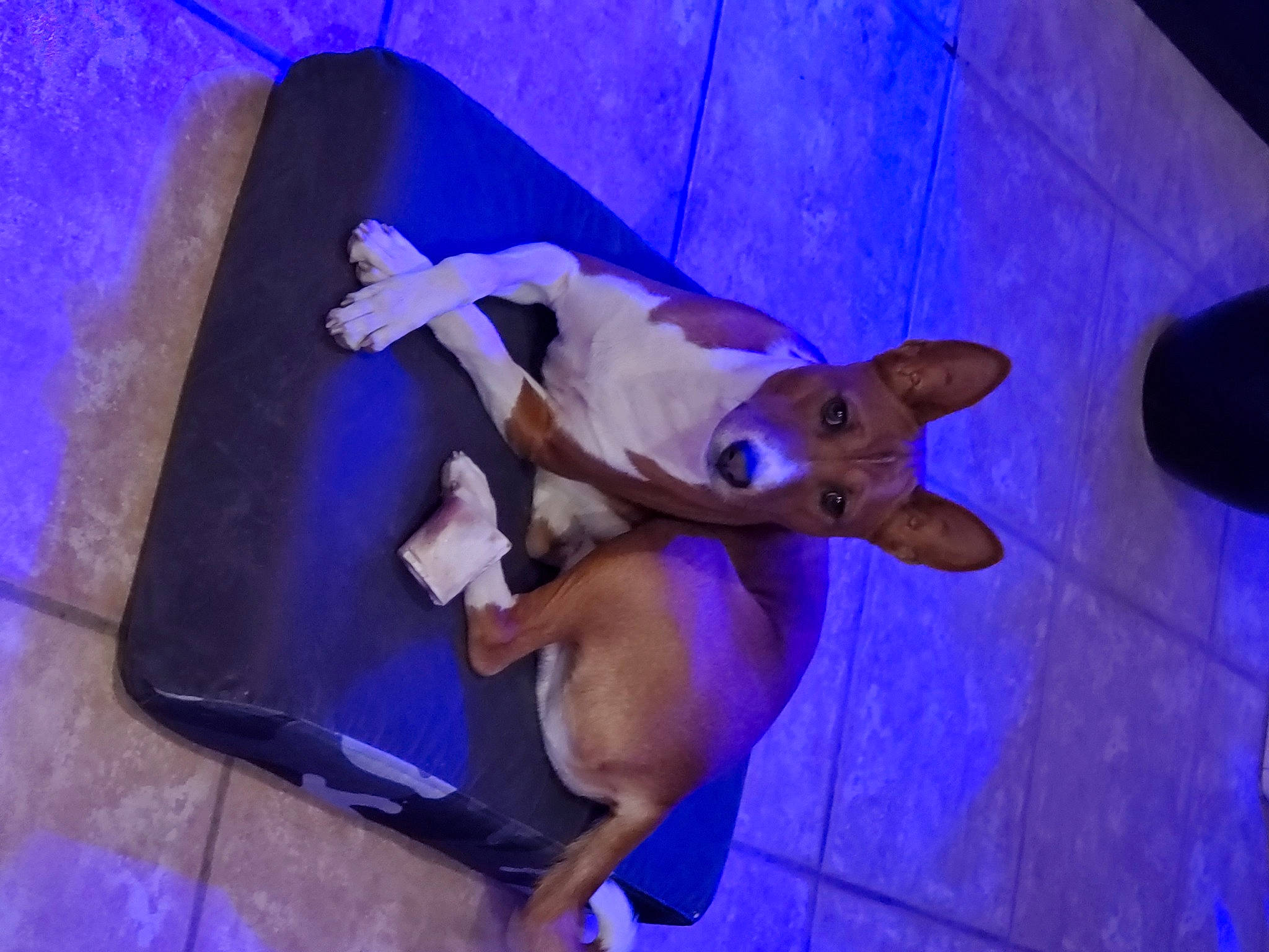 Sulou'S Prince Dakari De La Vue is registered to the contest to win money with this photo: canidae, carnivore, companion_dog, dog, dog_breed, dog_supply, fawn, liver, non_sporting_group, purple, snout, sporting_group, violet, working_animal, working_dog