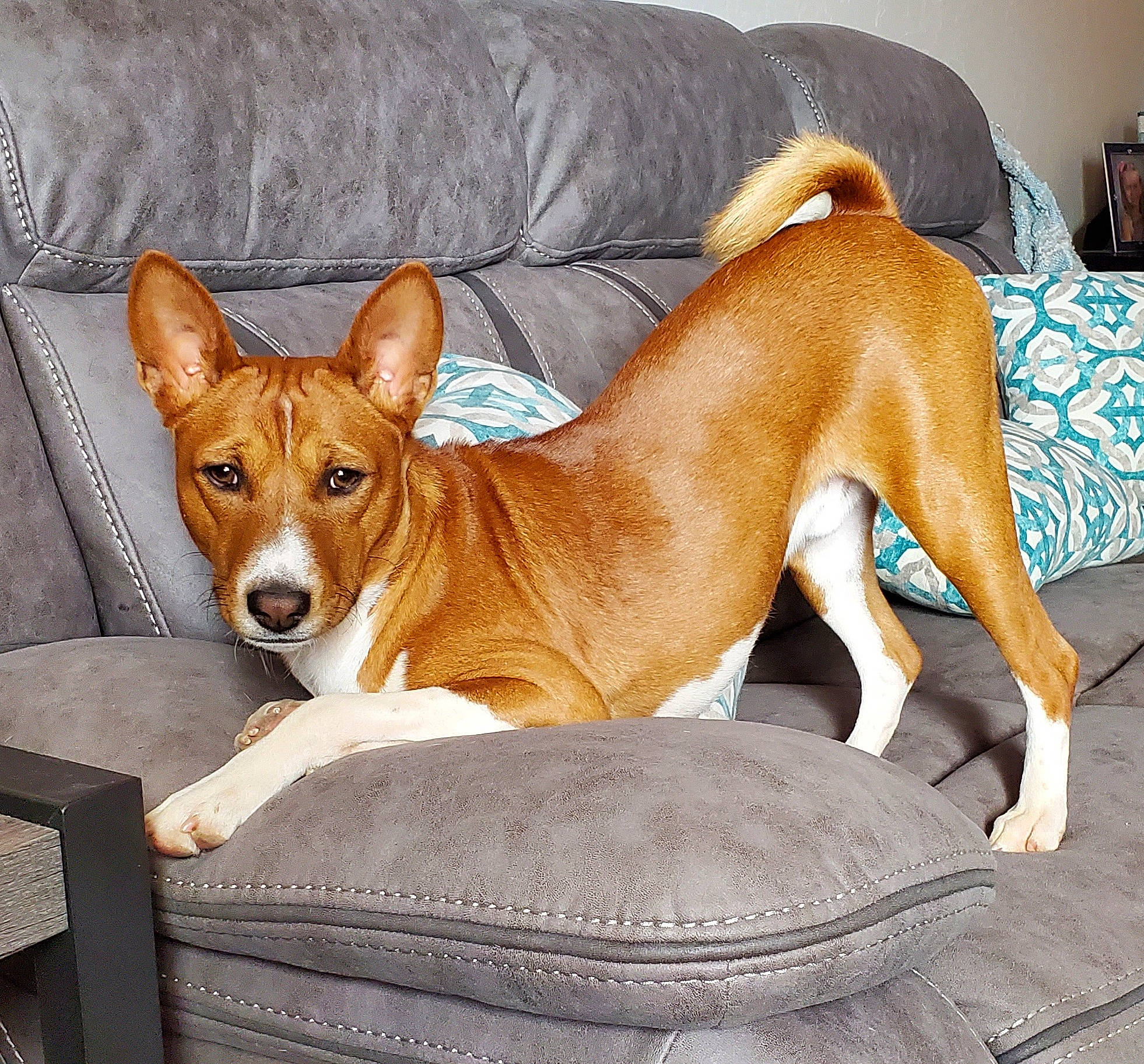 Sulou'S Prince Dakari De La Vue is registered to the contest to win money with this photo: basenji, brown, canidae, carnivore, comfort, companion_dog, couch, dog, dog_breed, fawn, fur, home_accessories, hound, liver, living_room, snout, tail, tan, working_animal, working_dog