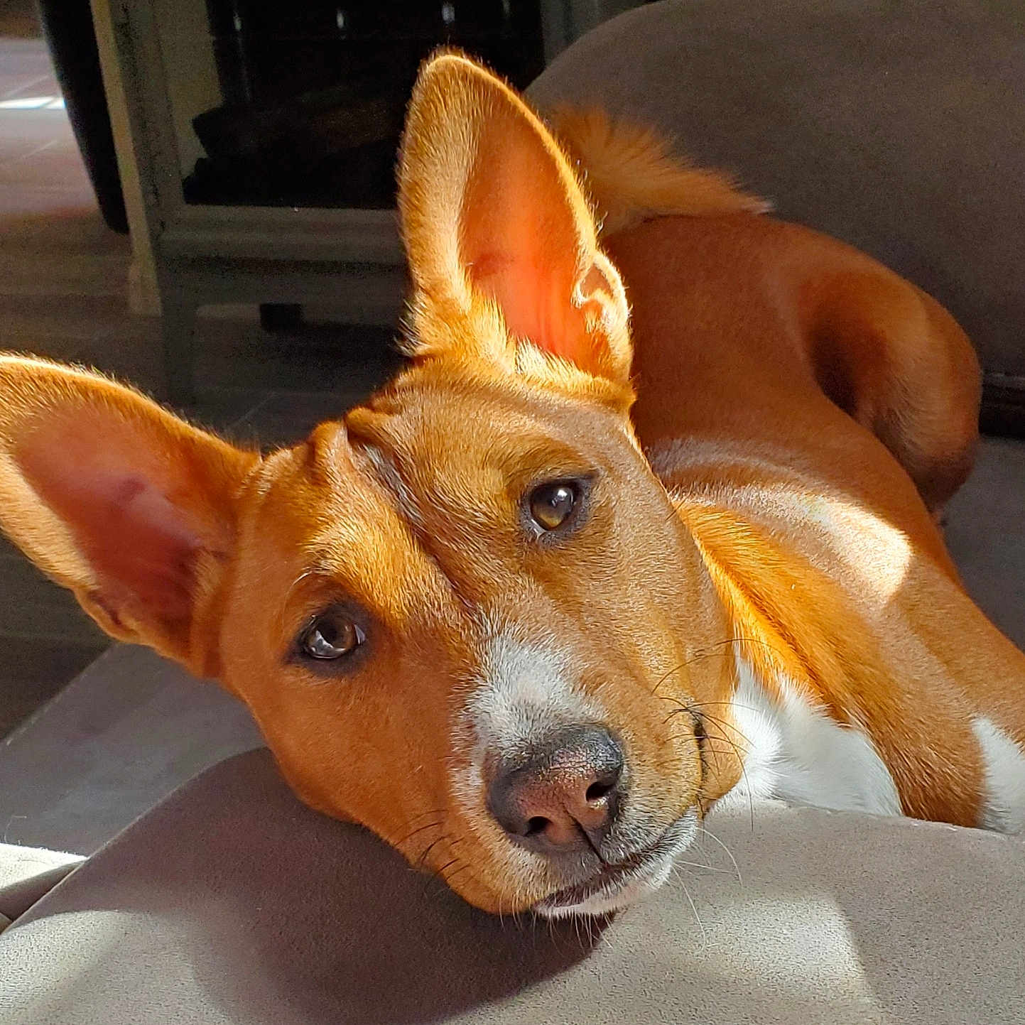 Sulou'S Prince Dakari De La Vue