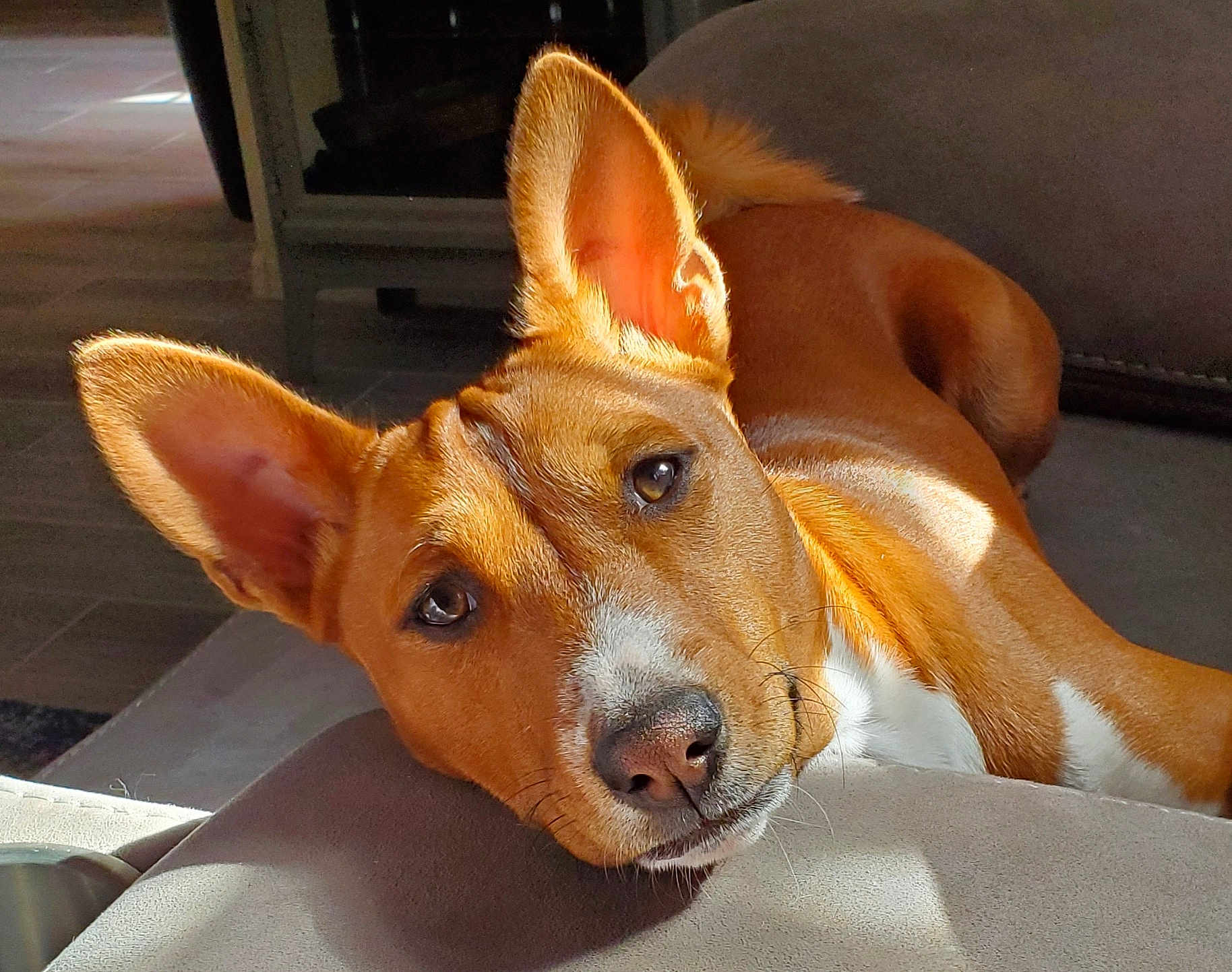 Sulou'S Prince Dakari De La Vue