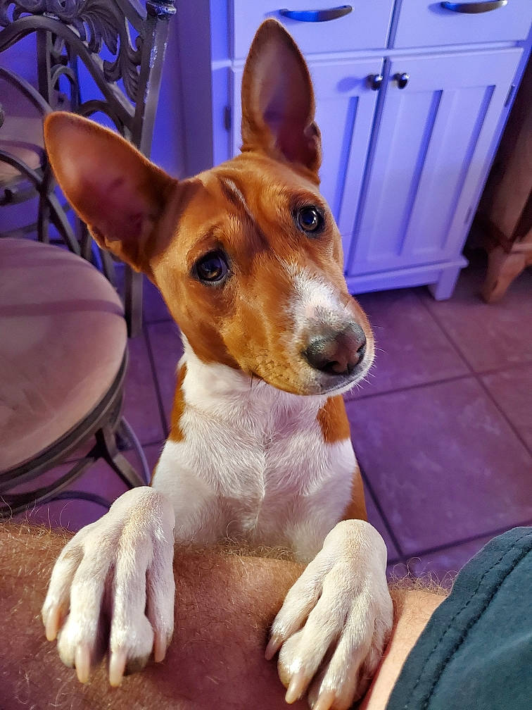 Sulou'S Prince Dakari De La Vue is registered to the contest to win money with this photo: ancient_dog_breeds, basenji, cabinetry, canidae, carnivore, companion_dog, dog, dog_breed, door, fawn, hound, nail, small_terrier, snout, terrier, whiskers, working_animal