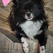 Fluffy joined the competition — help win amazing prizes! dog, black_and_white, fluffy, pet, cute, lying_down, blanket, indoor, fur, ears, eyes, nose, paws, heart, texture, cozy, resting, portrait, animal, companion