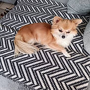 Ulys participe au concours pour gagner de l'argent avec cette photo : animal, blanket, couch, cozy, cute, dog, ears, fluffy, fur, furniture, home, indoor, living_room, patterned_blanket, pet, relaxing, resting, small_dog, tail, white_and_brown