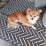 animal, blanket, couch, cozy, cute, dog, ears, fluffy, fur, furniture, home, indoor, living_room, patterned_blanket, pet, relaxing, resting, small_dog, tail, white_and_brown