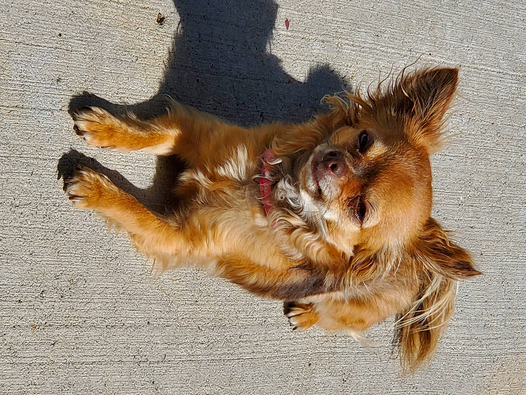 Cece is registered to the contest to win money with this photo: canidae, carnivore, claw, companion_dog, dog, dog_breed, fawn, felidae, fur, liver, paw, shadow, small_to_medium_sized_cats, snout, street_dog, tail, terrestrial_animal, terrier, whiskers, wildlife