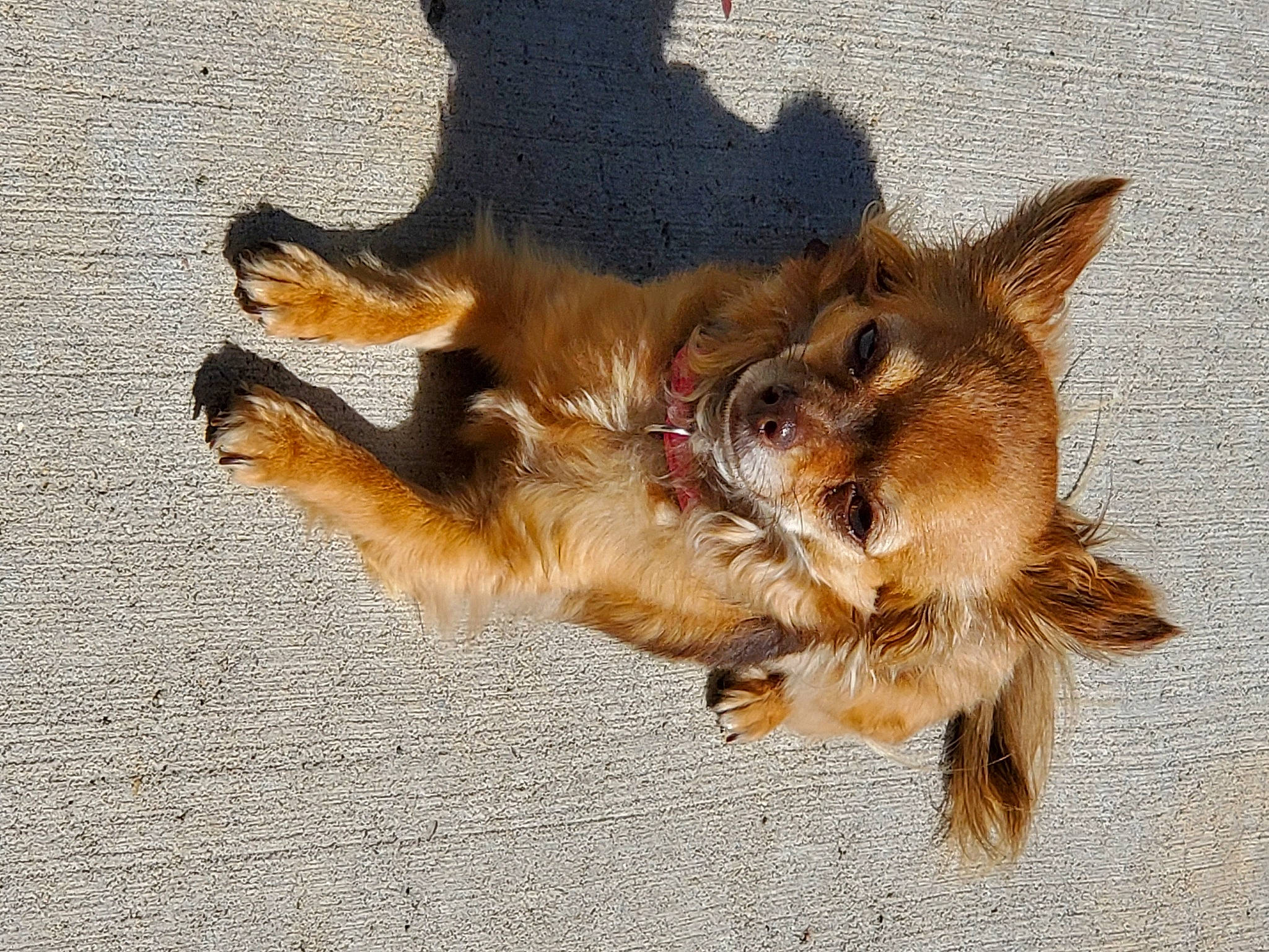 Cece is registered to the contest to win money with this photo: canidae, carnivore, claw, companion_dog, dog, dog_breed, fawn, felidae, fur, liver, paw, pomeranian, small_to_medium_sized_cats, snout, sporting_group, street_dog, tail, terrestrial_animal, whiskers, wildlife