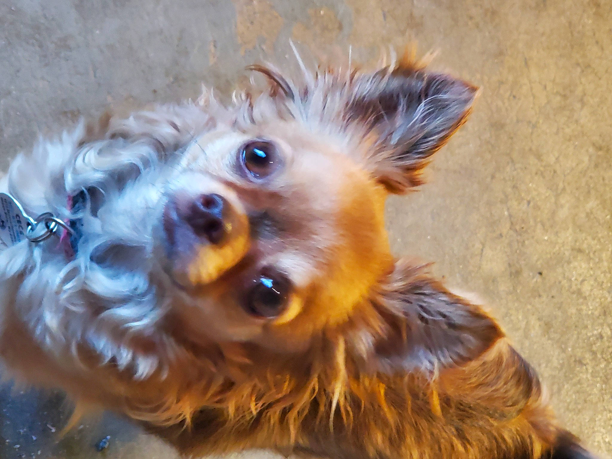 Cece is registered to the contest to win money with this photo: canidae, carnivore, close_up, companion_dog, dog, dog_breed, ear, eye, fawn, fur, liver, puppy, small_terrier, sporting_group, terrier, toy_dog, water_dog, whiskers, wildlife, working_animal