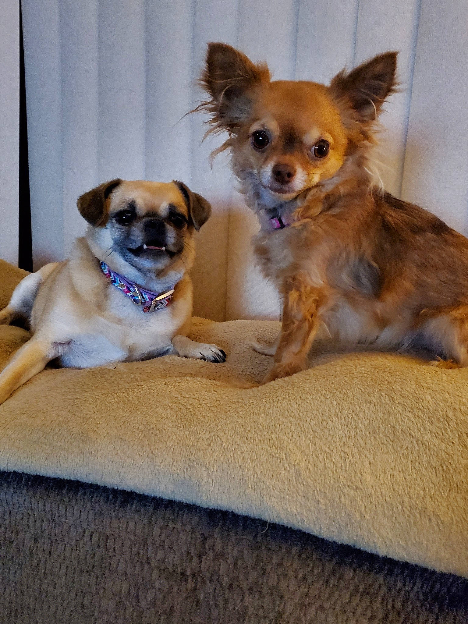 Cleo joined the competition — help win amazing prizes! canidae, carnivore, chihuahua, companion_dog, dog, dog_breed, fawn, mammal, puppy, russkiy_toy, snout, sporting_group, toy_dog, vertebrate