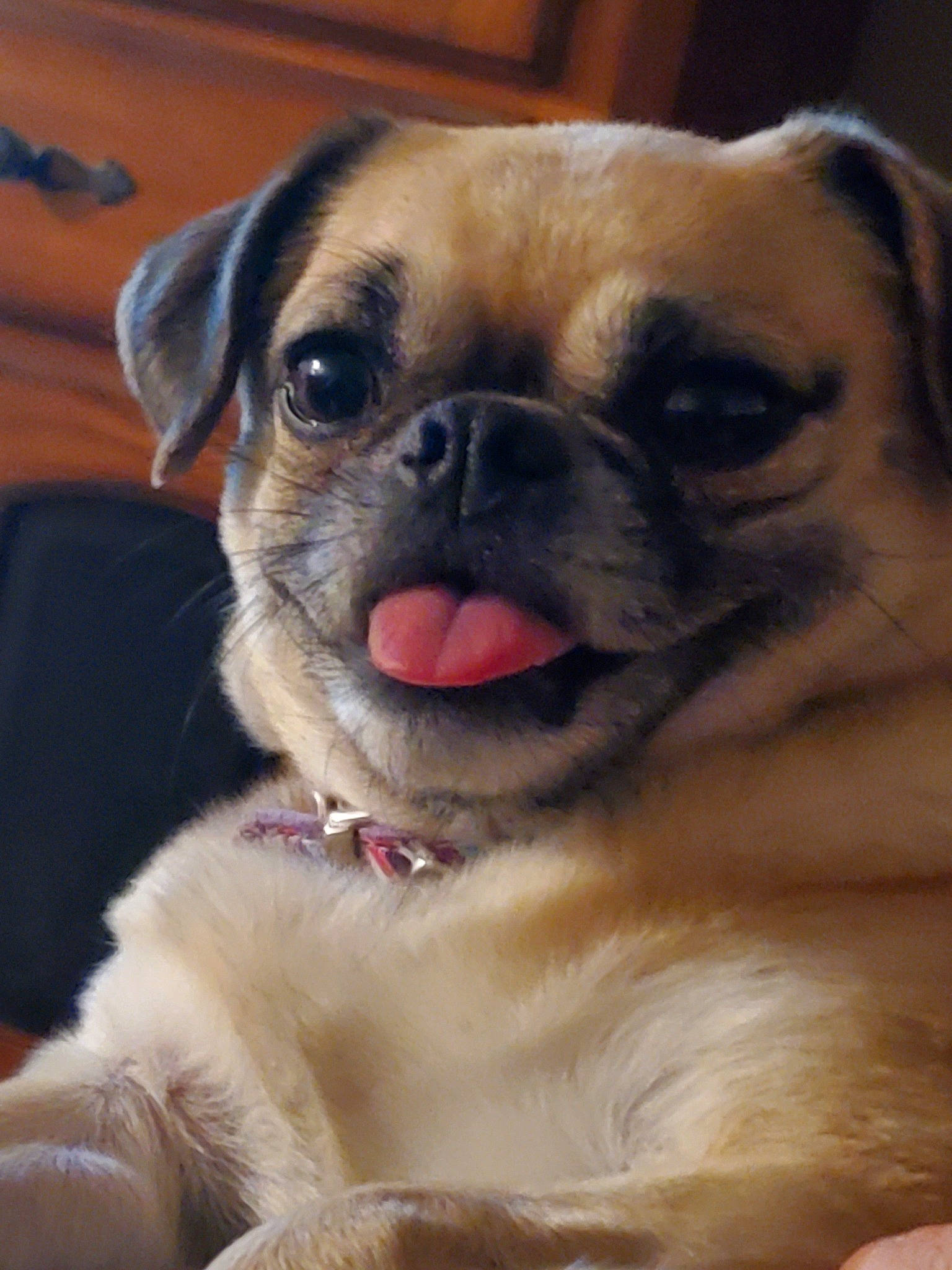 Cleo is registered to the contest to win money with this photo: ancient_dog_breeds, canidae, carnivore, close_up, companion_dog, dog, dog_breed, eye, fawn, mammal, nose, pug, puppy, puppy_love, skin, snout, sporting_group, toy_dog, vertebrate, whiskers