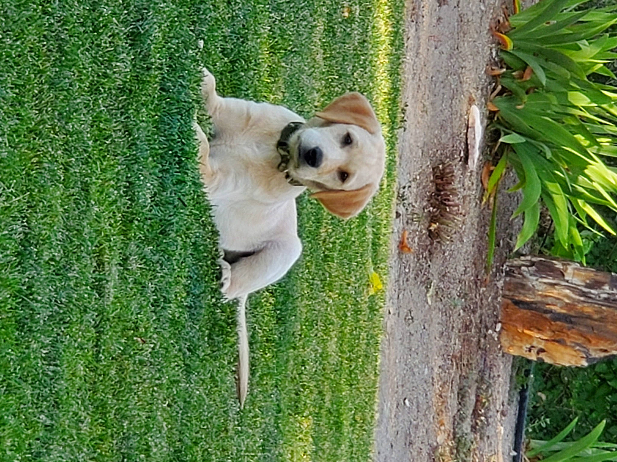 Bear is registered to the contest to win money with this photo: ball, carnivore, companion_dog, dog, dog_breed, fawn, football, grass, grass_family, mammal, plant, snout, sporting_group, stuffed_toy, terrestrial_plant, toy, tree, trunk, vertebrate, wood