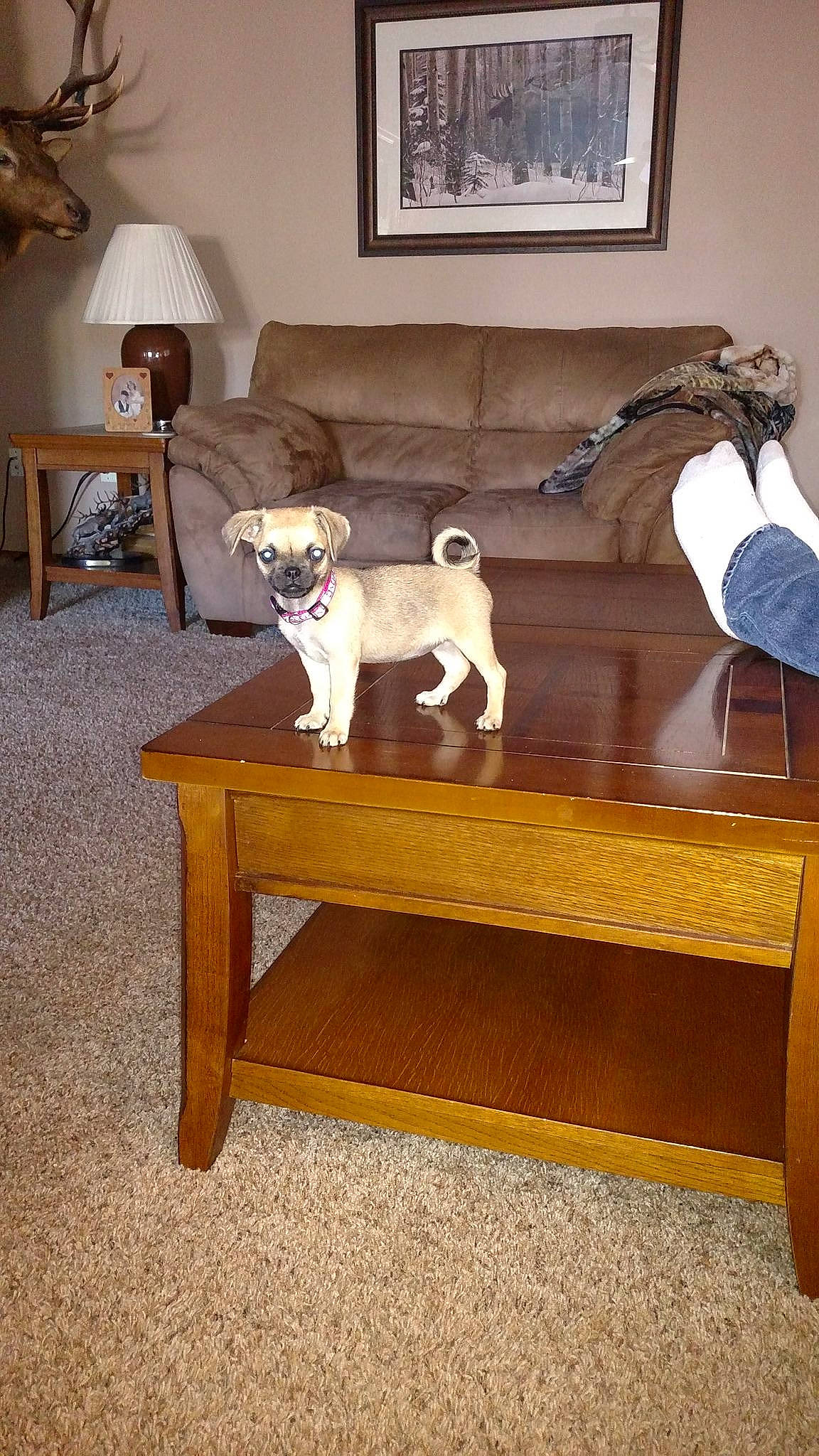 Cleo joined the competition — help win amazing prizes! canidae, carnivore, coffee_table, companion_dog, dog, dog_breed, end_table, fawn, floor, flooring, furniture, hardwood, interior_design, room, table