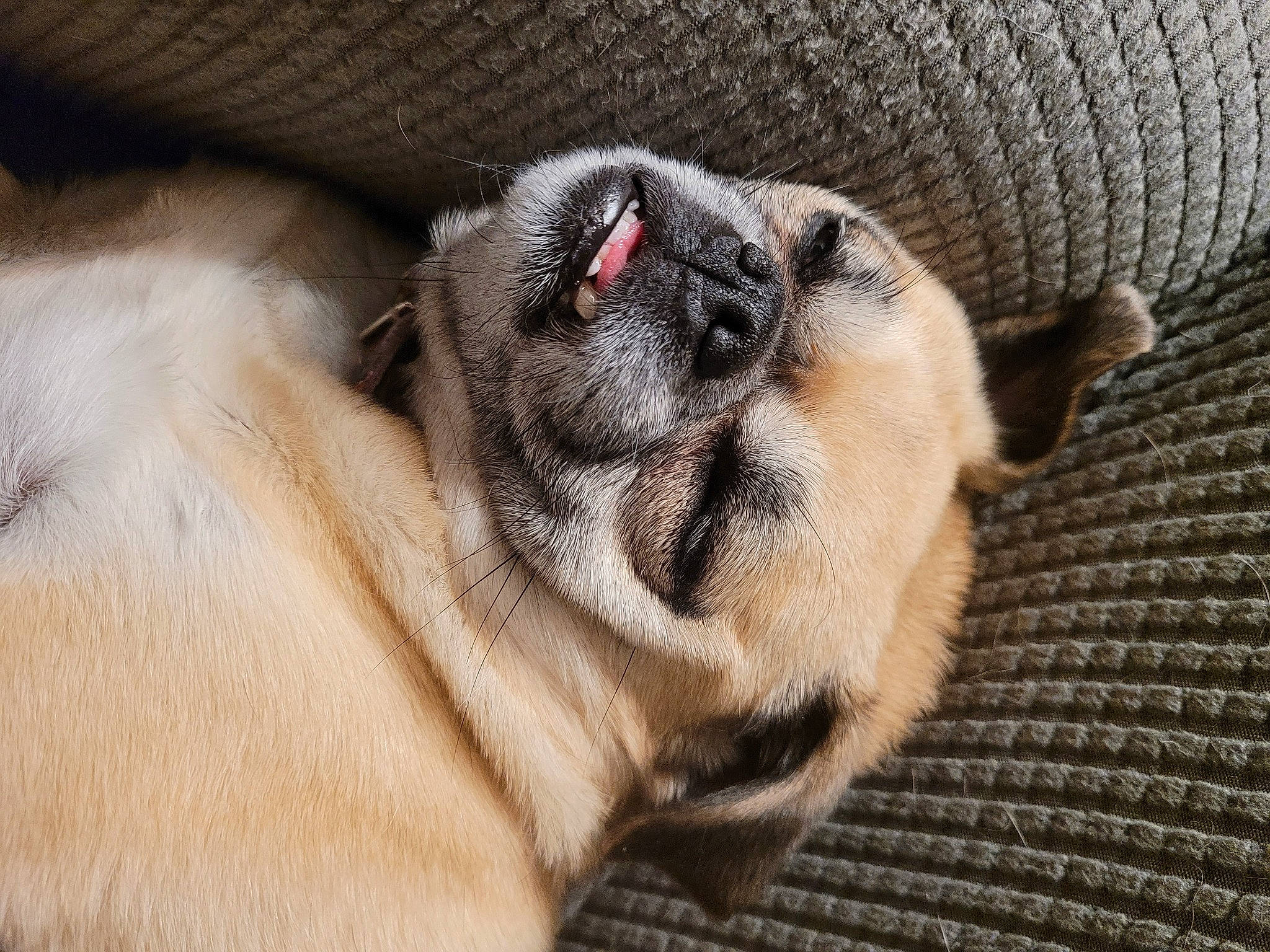 Cleo joined the competition — help win amazing prizes! canidae, carnivore, close_up, comfort, companion_dog, dog, dog_breed, fawn, felidae, foot, fur, paw, pug, small_to_medium_sized_cats, sporting_group, tail, terrestrial_animal, toy_dog, whiskers, wrinkle