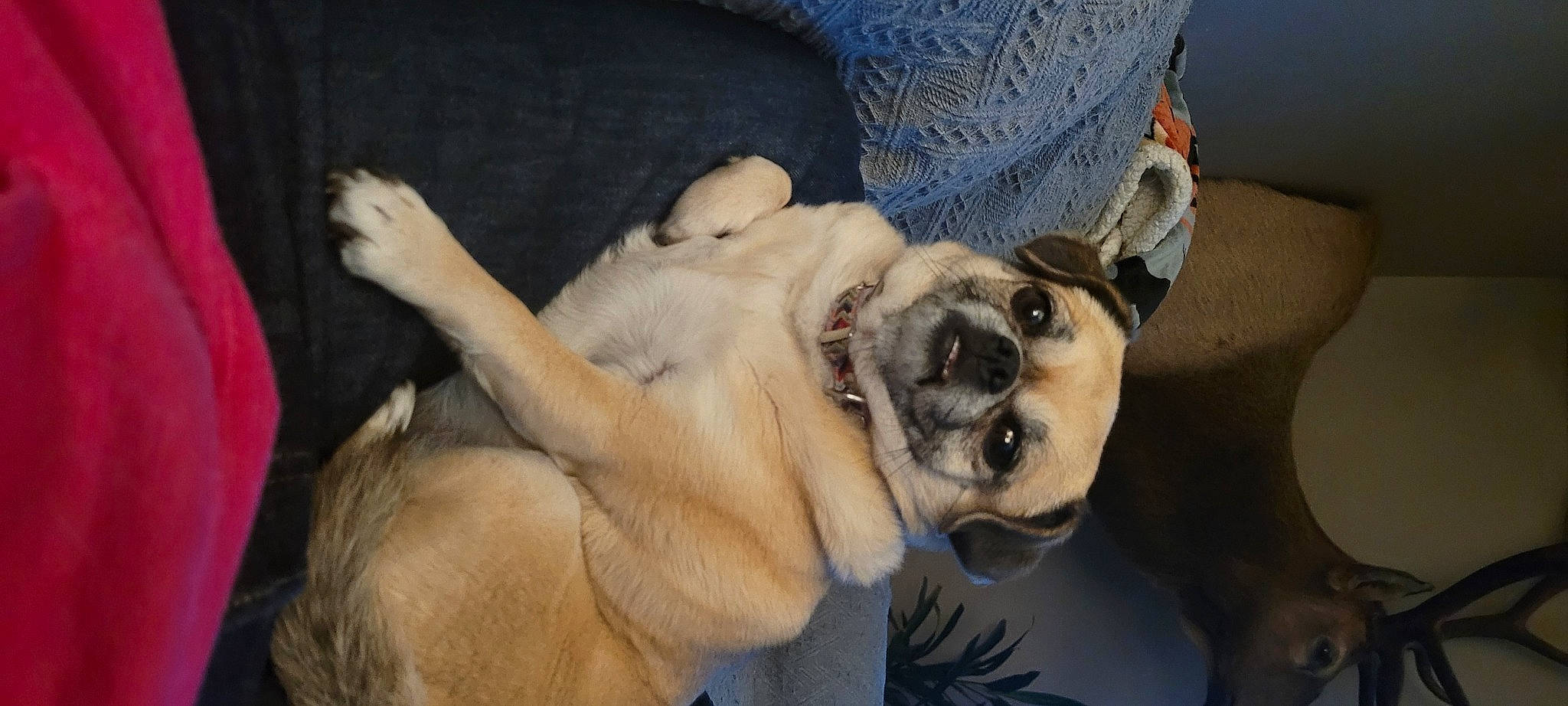 Cleo joined the competition — help win amazing prizes! canidae, carnivore, collar, comfort, companion_dog, dog, dog_breed, dog_collar, fawn, fur, guard_dog, paw, pug, puppy_love, snout, sporting_group, toy_dog, whiskers, working_animal, wrinkle