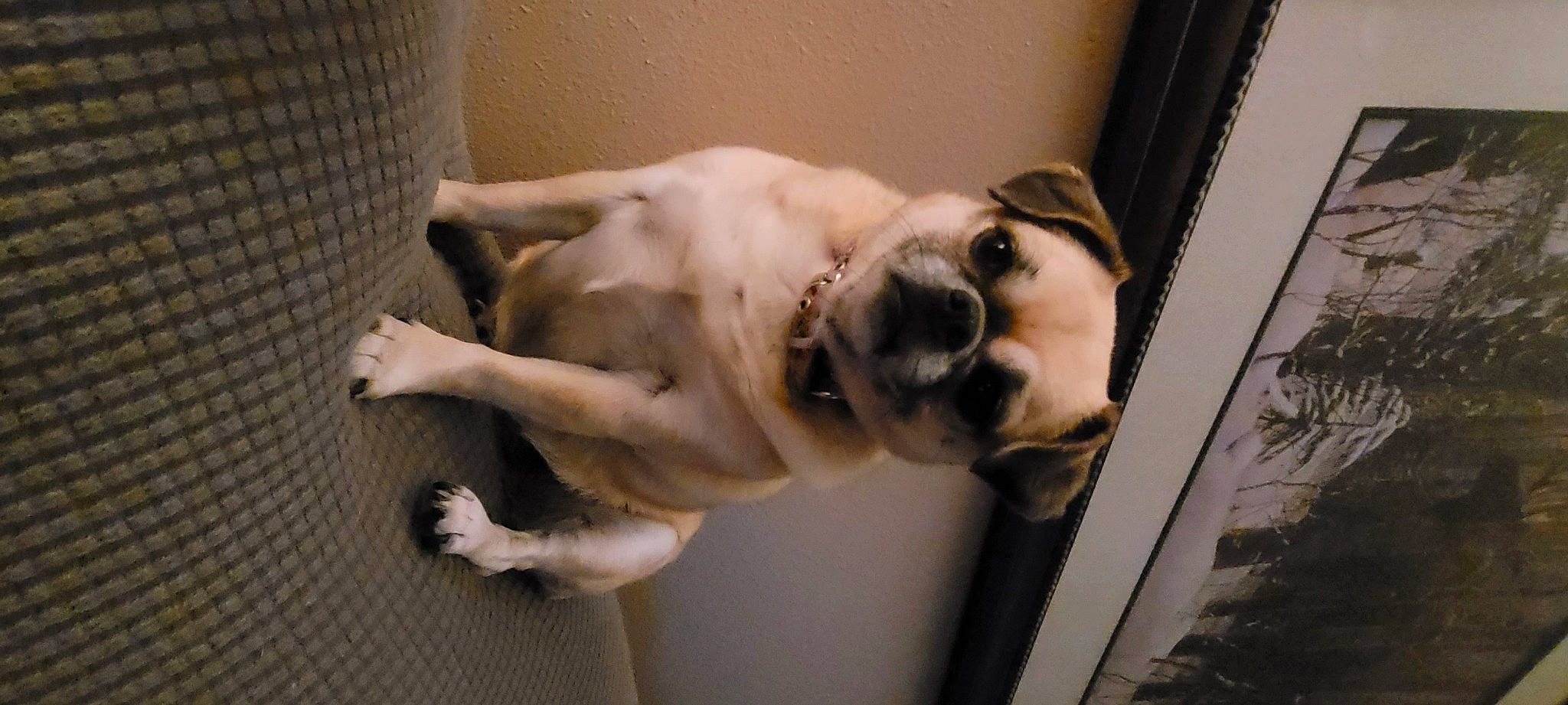 Cleo is registered to the contest to win money with this photo: canidae, carnivore, companion_dog, dog, dog_breed, fawn, flooring, guard_dog, jaw, non_sporting_group, snout, sporting_group, tail, working_animal, working_dog