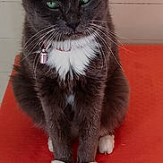 Bijou is registered to the contest to win money with this photo: cat, tuxedo_cat, green_eyes, whiskers, sitting, orange_cushion, feline, indoor, pet, fur, collar, pink_bell, white_paws, white_chest, closeup, animal, cute, domestic_cat, resting, alert