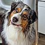 Snoupi a rejoint le concours — aidez-le/la à gagner de superbes lots ! dog, australian_shepherd, pet, animal, fluffy, fur, brown_eyes, indoor, curious, head_tilt, tongue_out, canine, domestic_animal, friendly, companion, mammal, portrait, cute, furry, household