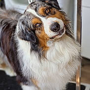 Snoupi a rejoint le concours — aidez-le/la à gagner de superbes lots ! dog, australian_shepherd, pet, fur, curious, indoors, head_tilt, brown_eyes, white_chest, black_fur, tan_fur, long_fur, animal, canine, companion, friendly, portrait, looking, fluffy, domestic