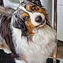 dog, australian_shepherd, pet, fur, curious, indoors, head_tilt, brown_eyes, white_chest, black_fur, tan_fur, long_fur, animal, canine, companion, friendly, portrait, looking, fluffy, domestic