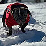 Scrumpy is registered to the contest to win money with this photo: animal, canine, cold, cute, daylight, dog, frozen, fur, nature, outdoor, pet, playful, pug, red_hoodie, shadow, small_dog, snow, sunlight, walking, winter