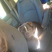 Scrumpy joined the competition — help win amazing prizes! bulldog, canine, car, car_seat, casual, companion, daylight, dog, gray, human_partial, interior, leisure, pet, relaxed, resting, seat, seatbelt, sunlight, vehicle, window
