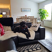 Marley joined the competition — help win amazing prizes! basket, black_dog, chairs, coffee_table, cozy, decorative_pillow, dining_table, dog, fur, hardwood_floor, home_interior, indoor_plant, lamp, living_room, pet, picture_frame, rug, sofa, throw_blanket, window