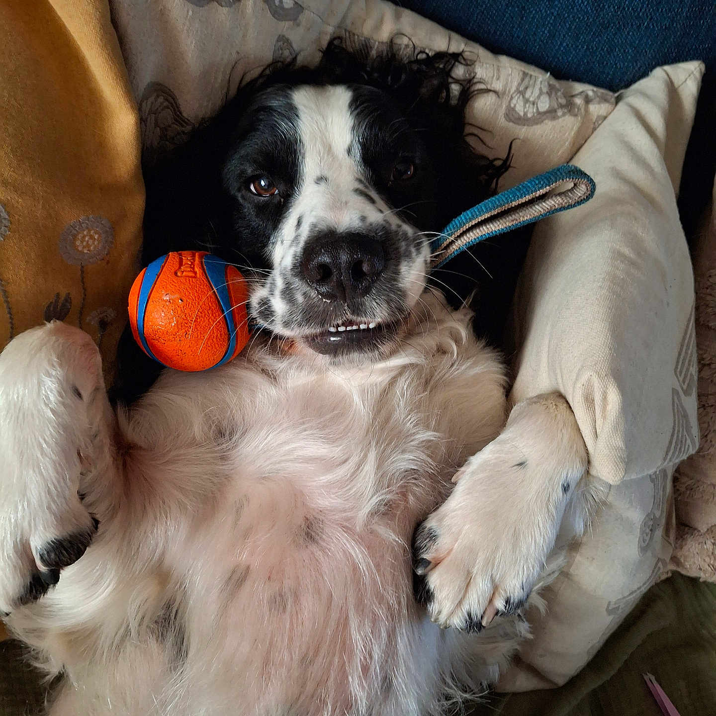 Benny joined the competition — help win amazing prizes! animal, ball, black_and_white, canine, closeup, cute, dog, domestic_animal, fur, happy, indoors, lying_down, muzzle, paw, pet, pillow, playing, relaxed, sleepy, toy