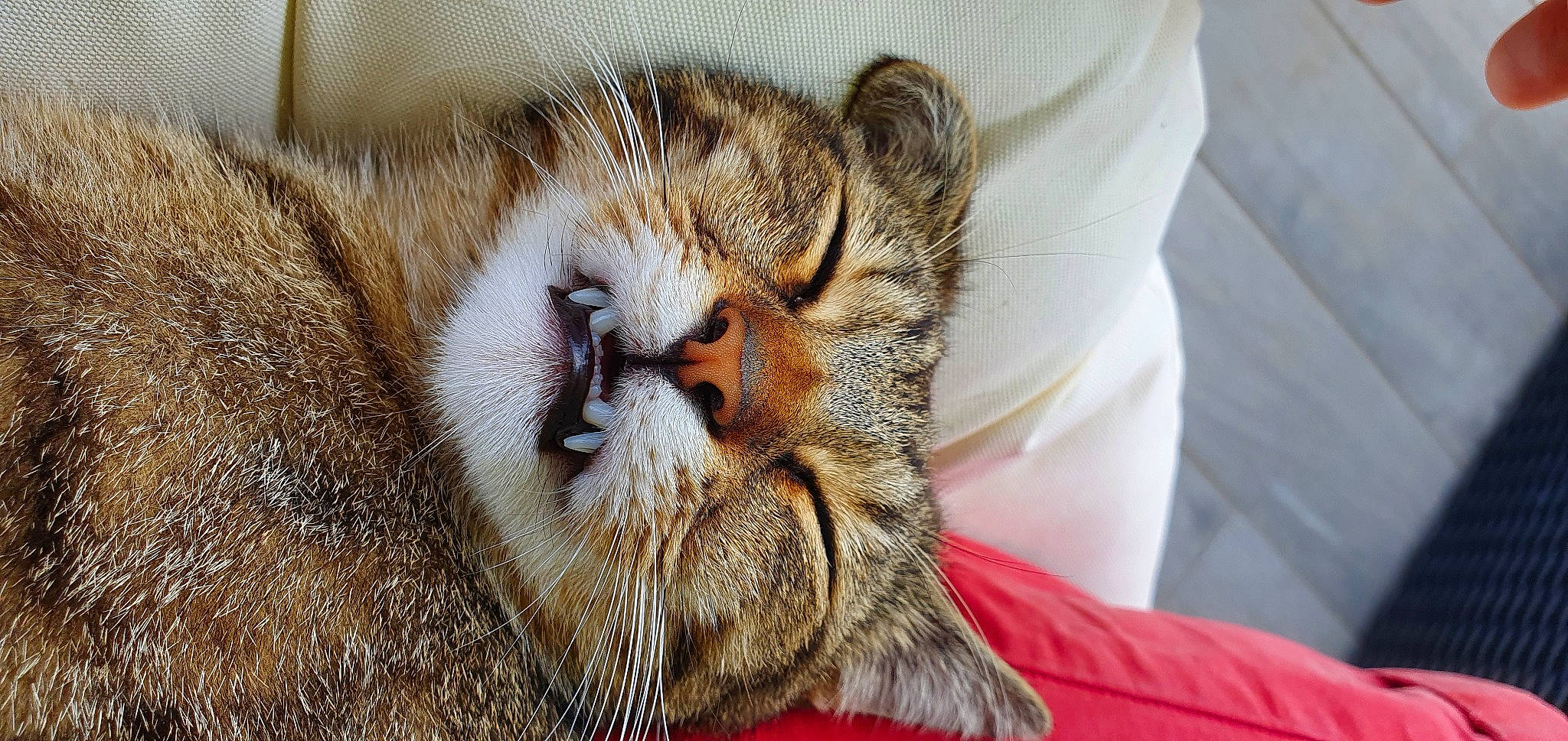 Elton participe au concours pour gagner de l'argent avec cette photo : carnivore, cat, claw, comfort, domestic_short_haired_cat, eye, fawn, felidae, fur, head, human_body, macro_photography, nap, paw, sleep, small_to_medium_sized_cats, snout, terrestrial_animal, whiskers, wildlife