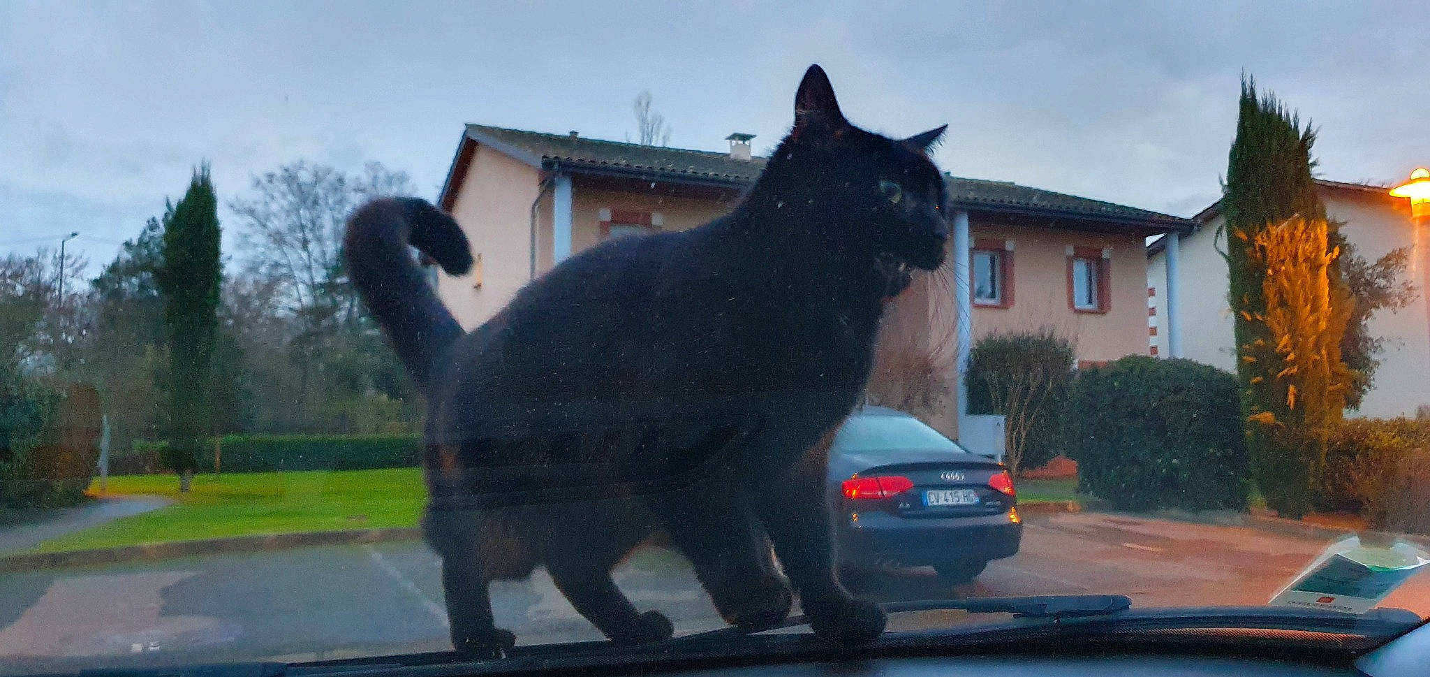 Elton participe au concours pour gagner de l'argent avec cette photo : asphalt, automotive_exterior, automotive_lighting, automotive_mirror, car, carnivore, cat, dog, dog_breed, felidae, plant, road_surface, sky, small_to_medium_sized_cats, tail, tire, tree, vehicle, vehicle_door, window