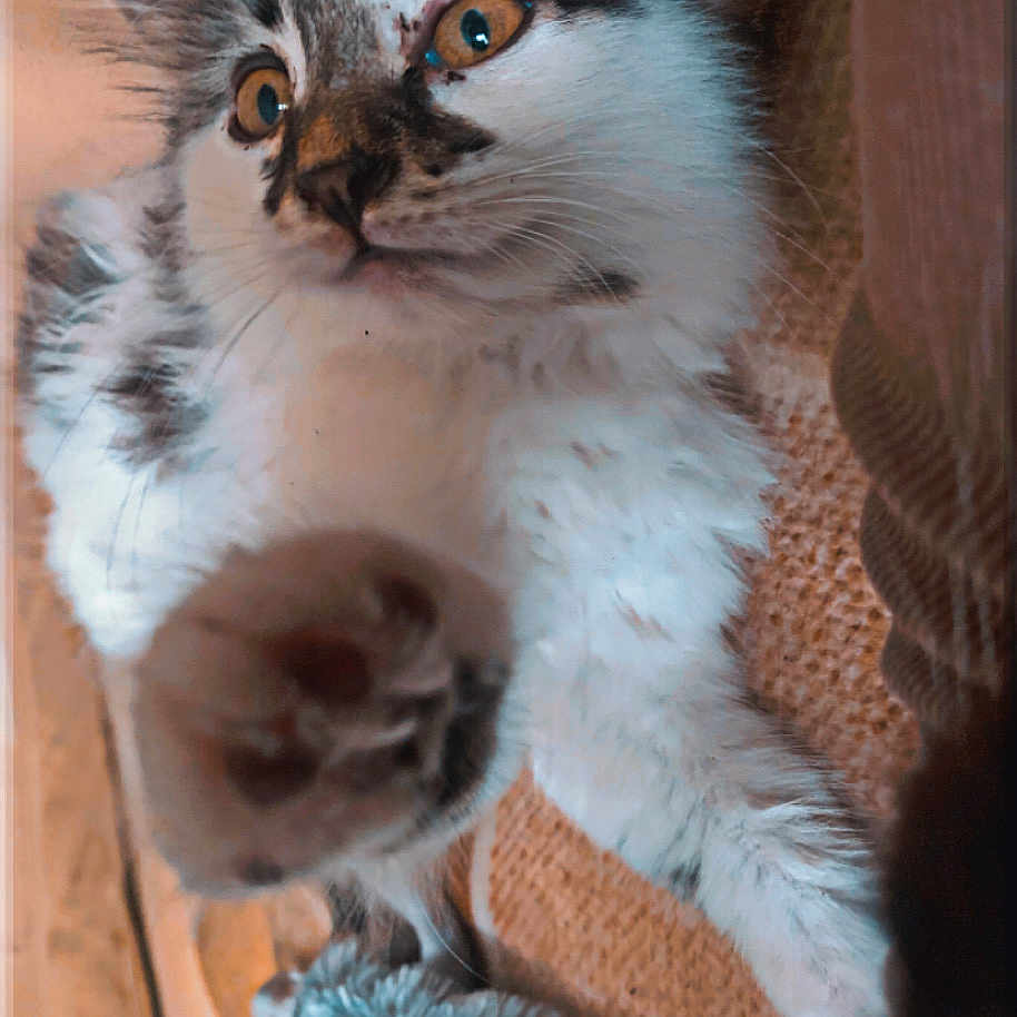 Silly Billy joined the competition — help win amazing prizes! amber_eyes, animal, blanket, cat, claw, close_up, curious, cute, feline, fur, indoor, kitten, paw, pet, playful, resting, soft, texture, whiskers, young_cat