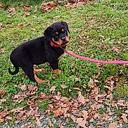 Aïko a rejoint le concours — aidez-le/la à gagner de superbes lots ! rottweiler_puppy, dog, puppy, grass, leaves, pink_leash, outdoor, nature, pond, water, greenery, fall, autumn, curious, young_dog, animal, canine, pet, walking, leash