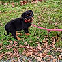 rottweiler_puppy, dog, puppy, grass, leaves, pink_leash, outdoor, nature, pond, water, greenery, fall, autumn, curious, young_dog, animal, canine, pet, walking, leash