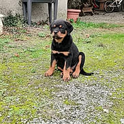 Aïko participe au concours pour gagner de l'argent avec cette photo : animal, backyard, bicycle, calm, canine, cute, dog, fur, garden, grass, gravel, moss, nature, outdoor, pet, plant_pot, puppy, rottweiler, sitting, young