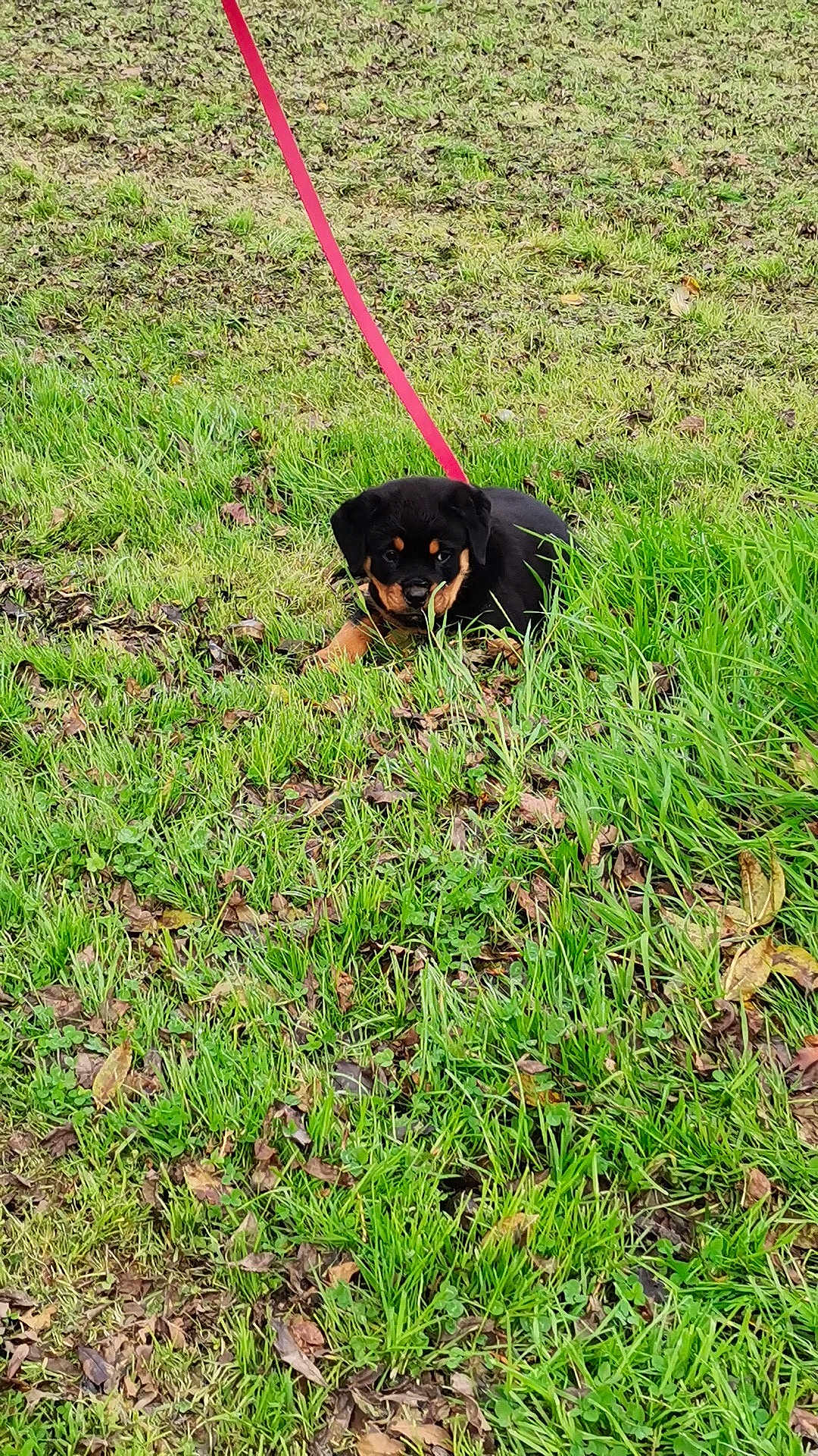 Aïko a rejoint le concours — aidez-le/la à gagner de superbes lots ! puppy, rottweiler, dog, leash, grass, outdoor, pet, animal, nature, green, field, young, cute, playful, canine, lying_down, leaf, closeup, fur, mammal